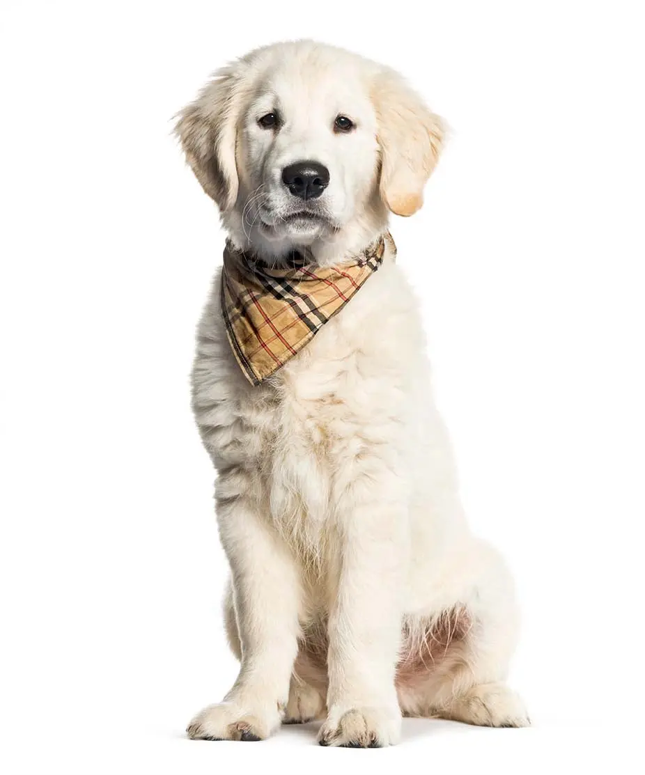 3 month old retriever sat wearing Burberry scarf